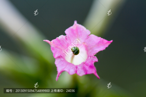 專業(yè)微距攝影,紅花煙草花朵