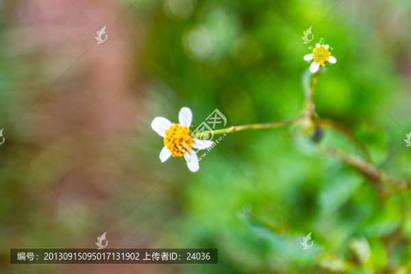 花