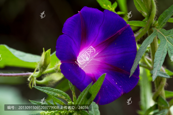 專業(yè)高清微距,牽牛花