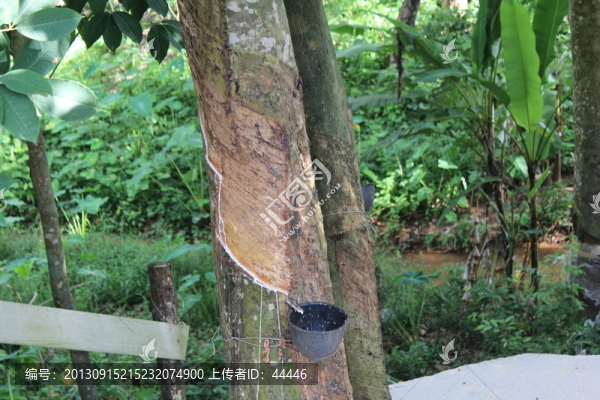 橡膠,割膠