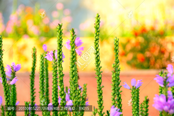園林花卉假龍頭（一品香）