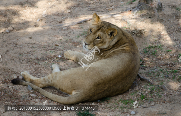非洲雄獅