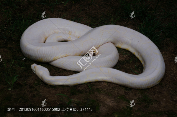 黃金蟒