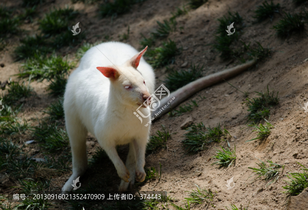 白袋鼠