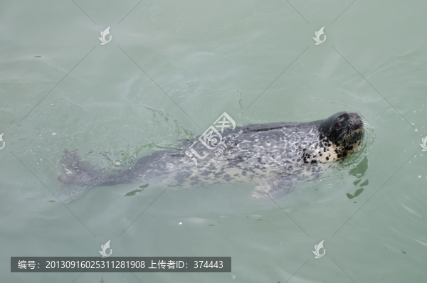 海豹