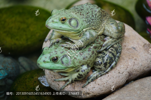 青蛙
