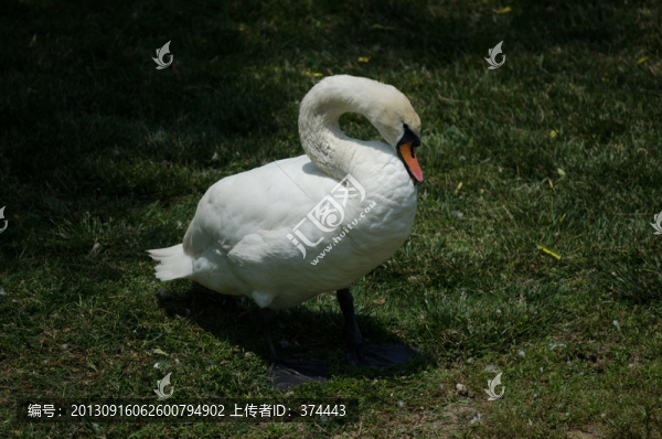 疣鼻天鵝