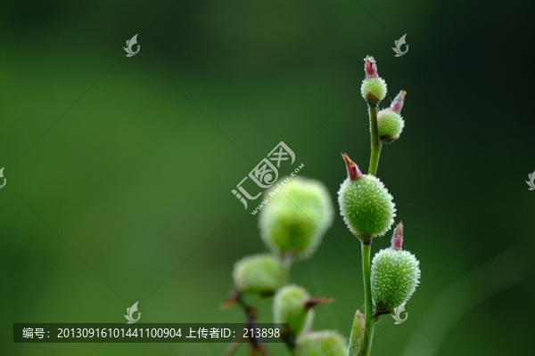 果實(shí)