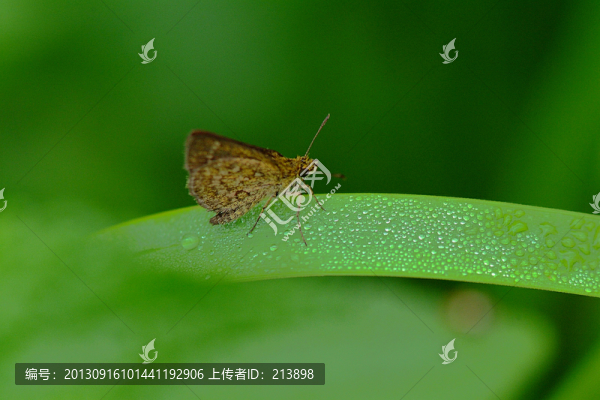 小蝴蝶