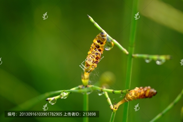 花草