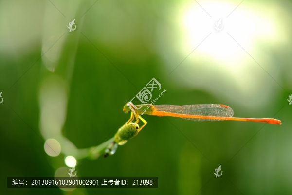 蜻蜓
