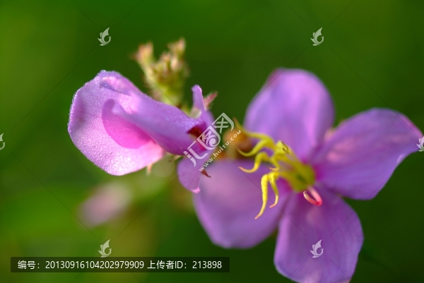 紅花
