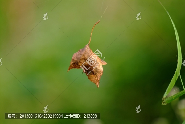 一片落葉