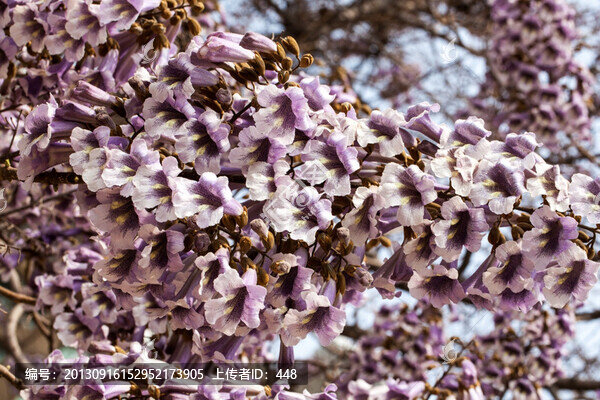 梧桐花