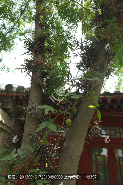 皂莢樹