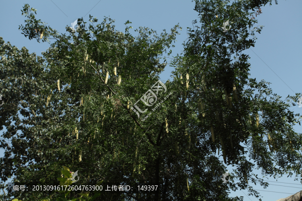 皂莢樹
