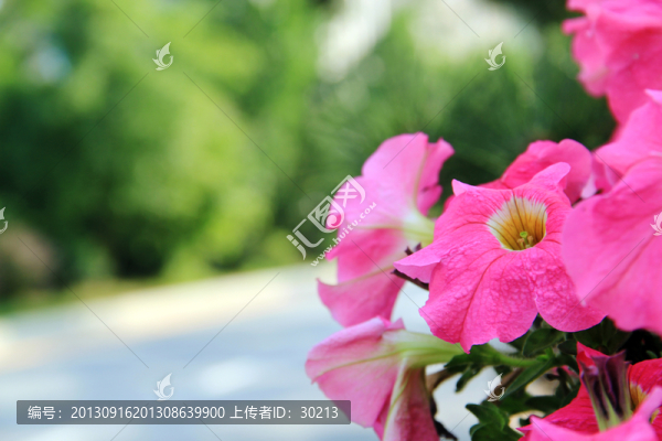 姹紫嫣紅