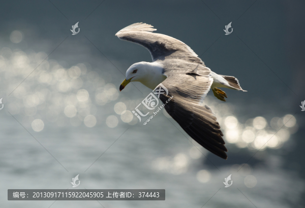 海鷗