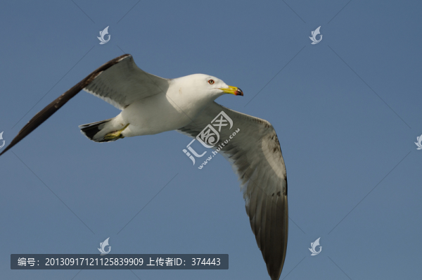 海鷗