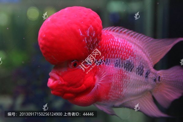 觀賞魚,南極仙翁