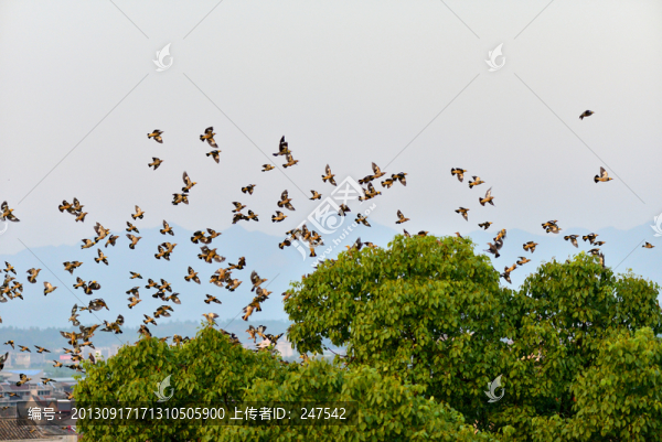 群鳥起舞