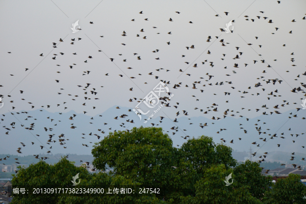 鳥臨樹上