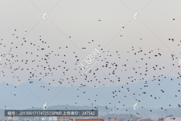 兵臨空中