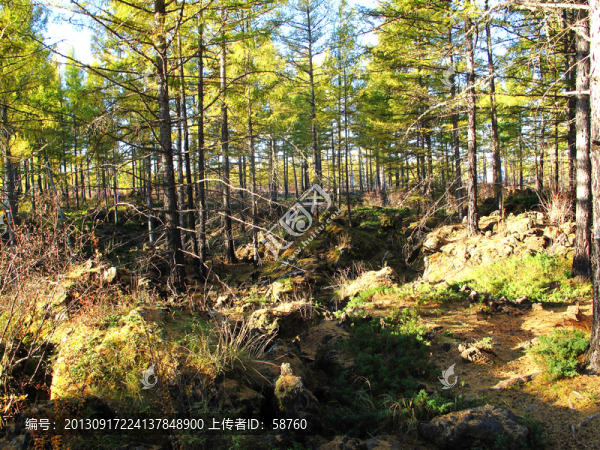 阿爾山,火山巖樹(shù)林