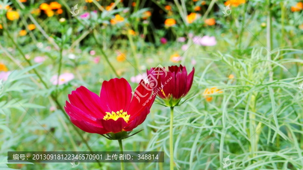 野花,花卉,小花