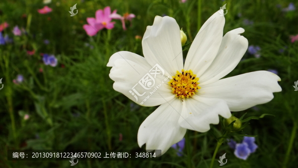 野花,花卉,小花
