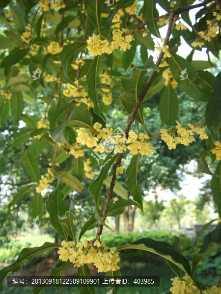 桂花