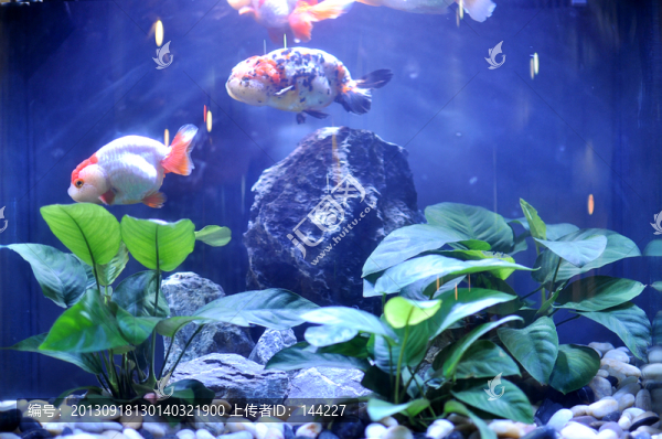 金魚