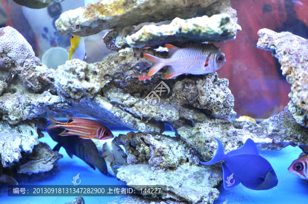熱帶觀賞魚