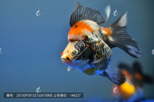 五花蝶尾