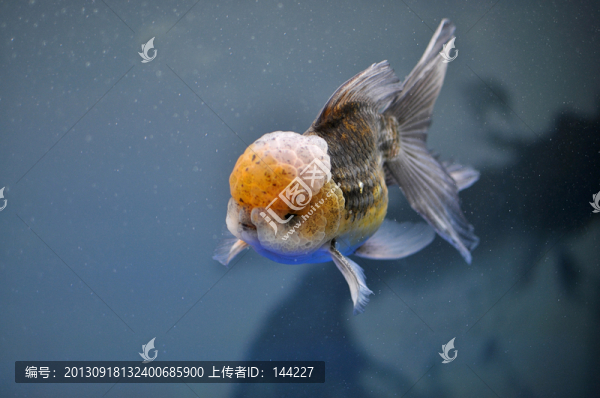 花蘭壽