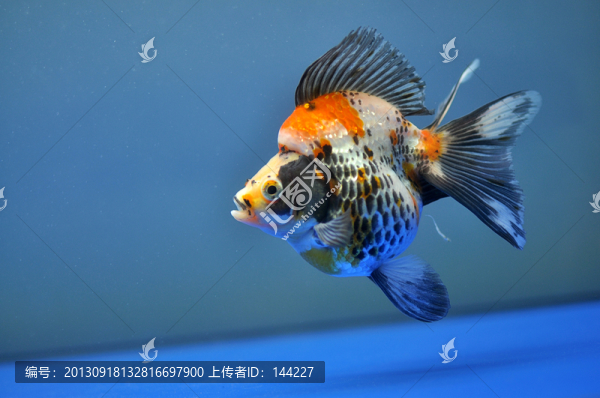 長尾花琉金
