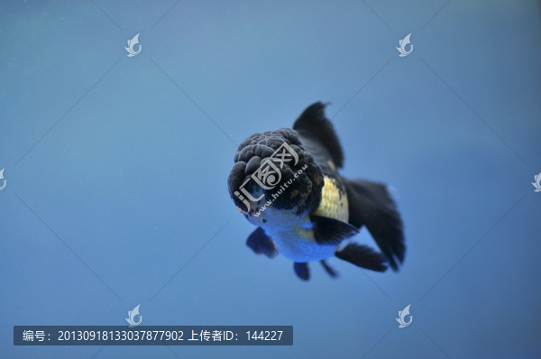 黑白蘭壽