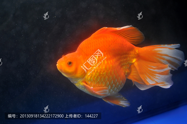 長(zhǎng)尾紅琉金