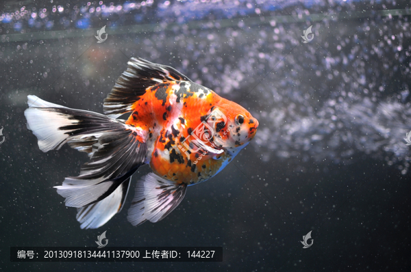 長尾花琉金