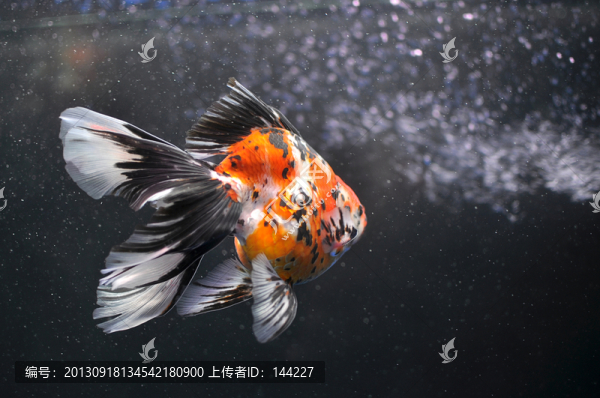 長(zhǎng)尾花琉金