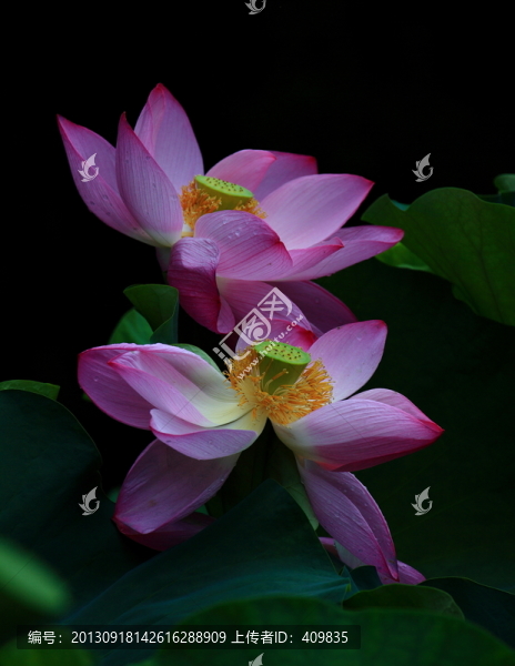 兩朵荷花