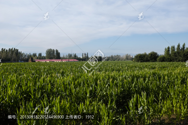 玉米地