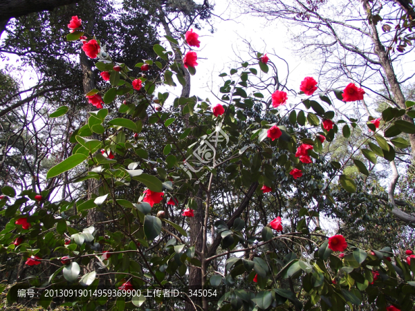 南京紅茶花
