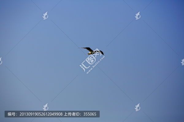 海鷗