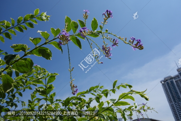 紫色花