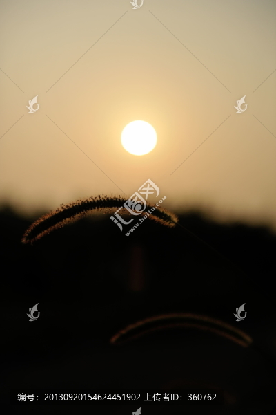 狗尾巴草向太陽