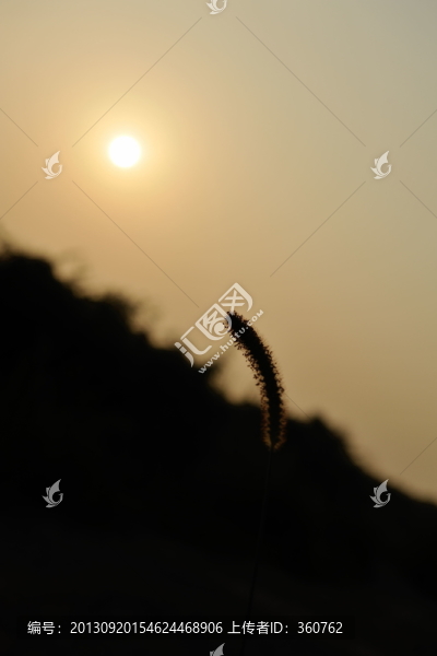 狗尾巴草向太陽