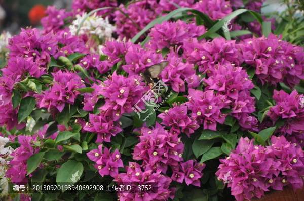 花,,蝴蝶