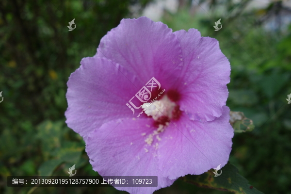 木槿