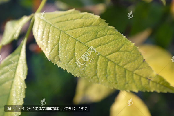 秋葉
